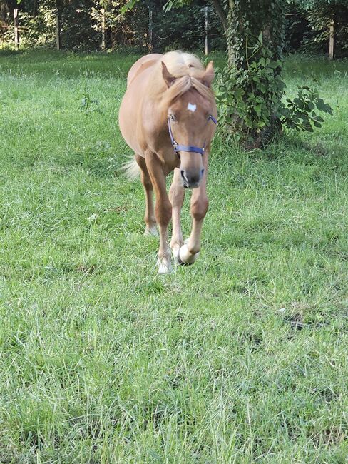 Haflinger Mix, Sarah , Horses For Sale, Bochum, Image 5