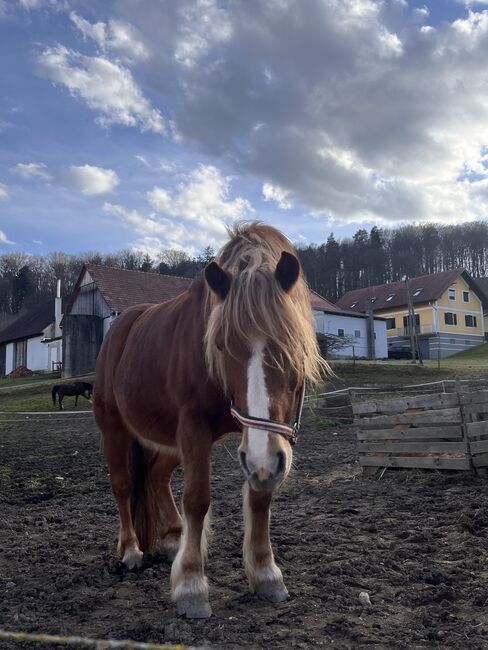 Haflinger-Mix Stute zu Verkaufen, Frau Hirtl, Horses For Sale, Klöch