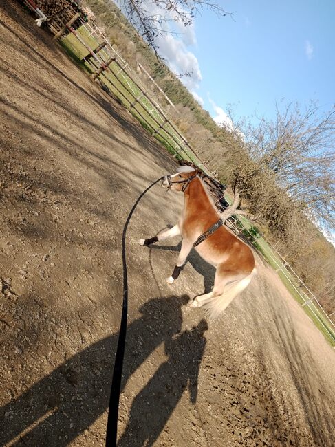 Haflinger-Mix, Janine Nemeth , Pferd kaufen, Riedlingsdorf , Abbildung 2