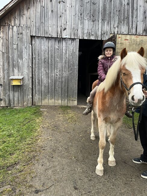 Haflinger-Mix, Janine Nemeth , Pferd kaufen, Riedlingsdorf , Abbildung 6