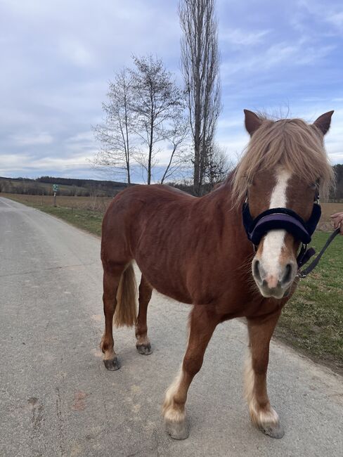 Haflinger-Mix Stute zu Verkaufen, Frau Hirtl, Pferd kaufen, Klöch, Abbildung 3