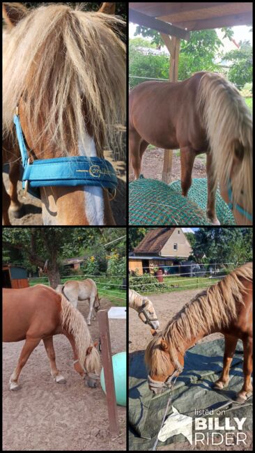 Haflinger Mix Wallach, Anne, Pferd kaufen, Moritzburg , Abbildung 6