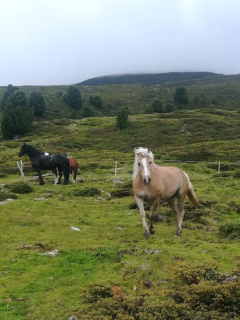 Haflinger zu verkaufen, Schaffenrath, Konie na sprzedaż, Axams, Image 4