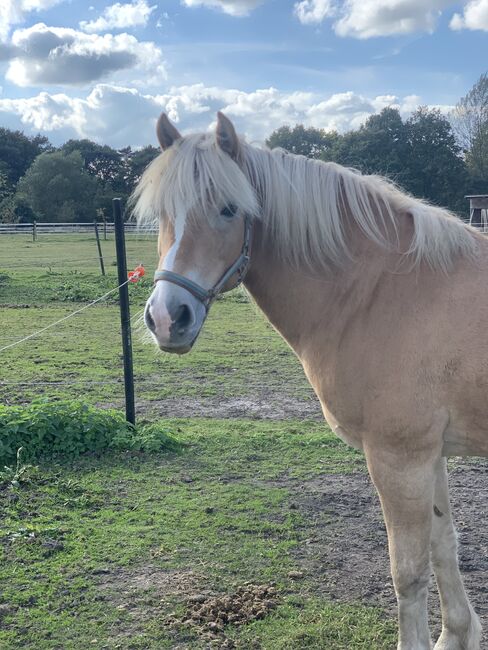 Haflinger zu verkaufen, Nina Bargfrede, Konie na sprzedaż, Zeven, Image 4