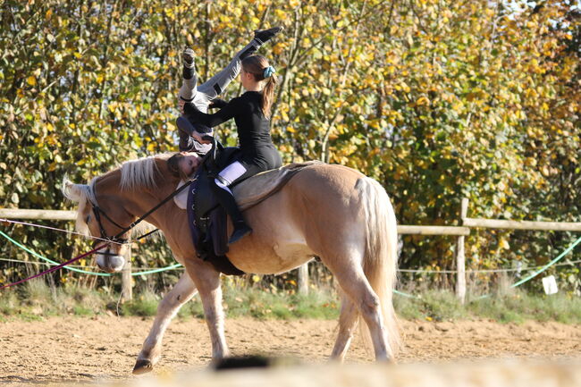 Haflinger zu verkaufen, Nina Bargfrede, Konie na sprzedaż, Zeven, Image 2