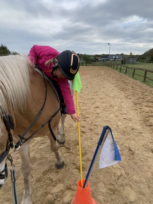 Haflinger zu verkaufen, Nina Bargfrede, Konie na sprzedaż, Zeven, Image 3