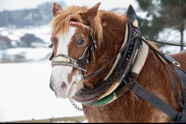 Haflinger-Noriker-Mix, Jaqueline Wilflingseder, Horses For Sale, Rottenbach, Image 6