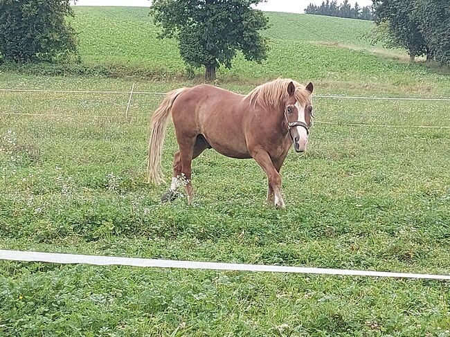 Haflinger-Noriker-Mix, Jaqueline Wilflingseder, Horses For Sale, Rottenbach, Image 8