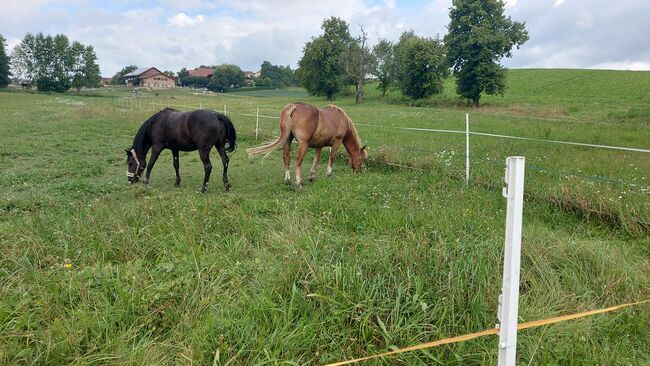 Haflinger-Noriker-Mix, Jaqueline Wilflingseder, Horses For Sale, Rottenbach, Image 9