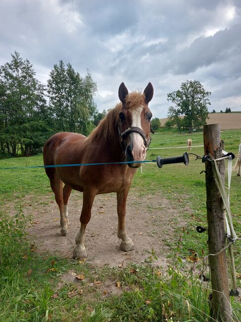 Haflinger-Noriker-Mix, Jaqueline Wilflingseder, Horses For Sale, Rottenbach, Image 14