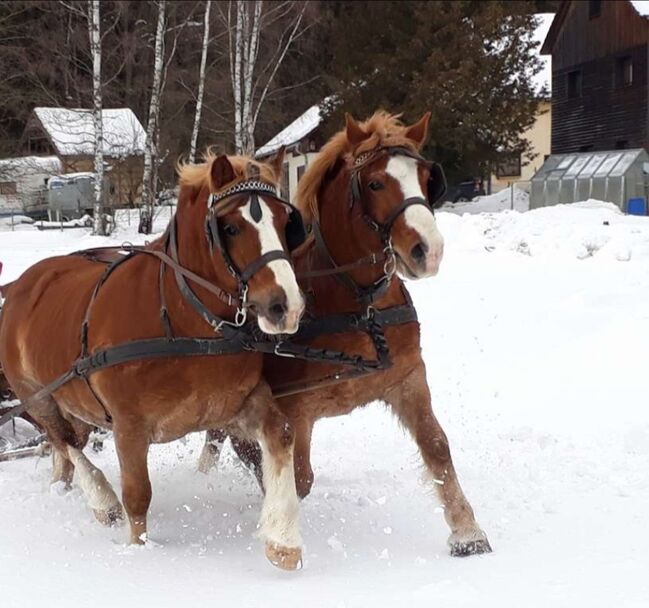 Haflinger-Noriker-Mix, Jaqueline Wilflingseder, Horses For Sale, Rottenbach, Image 4