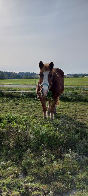 Haflinger-Noriker-Mix, Jaqueline Wilflingseder, Horses For Sale, Rottenbach, Image 5