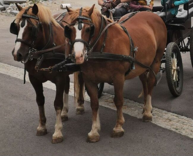 Haflinger-Noriker-Mix, Jaqueline Wilflingseder, Horses For Sale, Rottenbach, Image 7