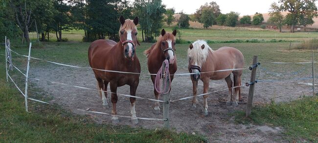 Haflinger-Noriker-Mix, Jaqueline Wilflingseder, Horses For Sale, Rottenbach, Image 8