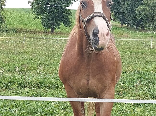 Haflinger-Noriker-Mix, Jaqueline Wilflingseder, Horses For Sale, Rottenbach, Image 7