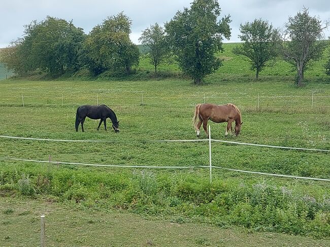 Haflinger-Noriker-Mix, Jaqueline Wilflingseder, Horses For Sale, Rottenbach, Image 10