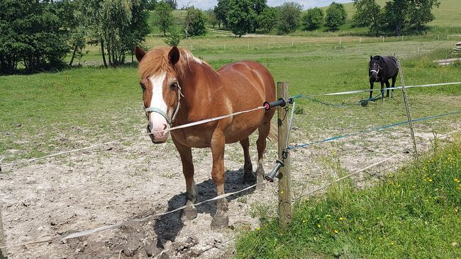 Haflinger-Noriker-Mix, Jaqueline Wilflingseder, Pferd kaufen, Rottenbach, Abbildung 2