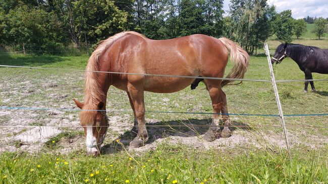 Haflinger-Noriker-Mix, Jaqueline Wilflingseder, Pferd kaufen, Rottenbach, Abbildung 3