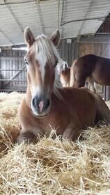 Haflinger, Doris , Pferd kaufen, Eckartsau , Abbildung 2