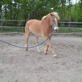 Haflinger, Doris , Pferd kaufen, Eckartsau , Abbildung 3