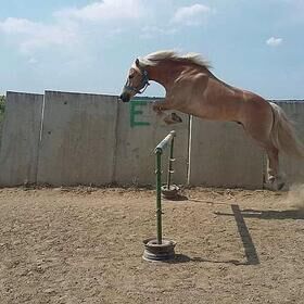 Haflinger, Doris , Pferd kaufen, Eckartsau 