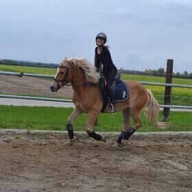 Haflinger, Doris , Pferd kaufen, Eckartsau , Abbildung 5