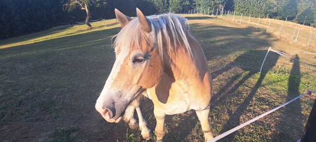 Haflinger, Jasmin, Pferd kaufen, Mitterlimberg, Abbildung 3
