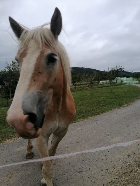 Haflinger, Jasmin, Pferd kaufen, Mitterlimberg
