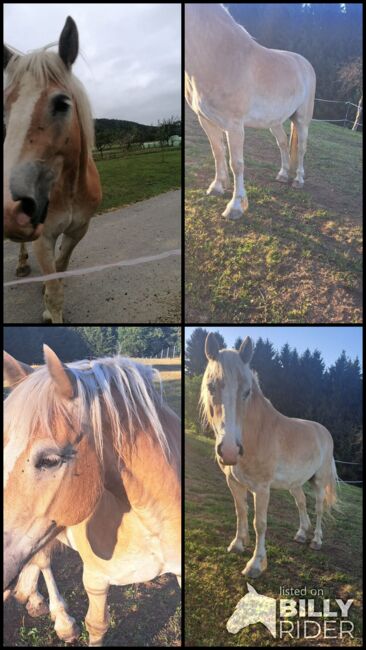 Haflinger, Jasmin, Pferd kaufen, Mitterlimberg, Abbildung 6