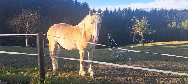 Haflinger, Jasmin, Pferd kaufen, Mitterlimberg, Abbildung 2