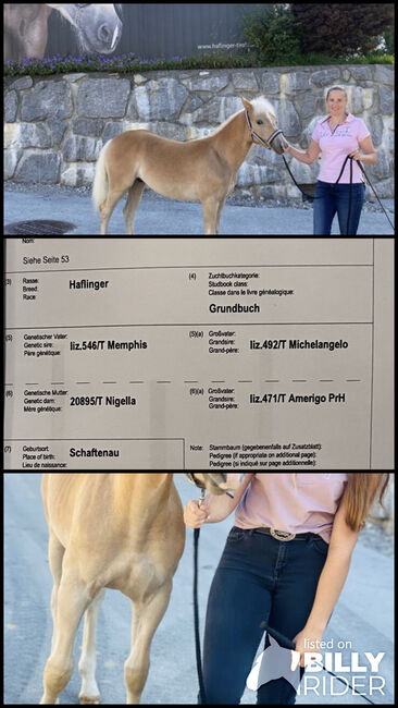 Haflinger Reinzucht Fohlen, Josef Hetzenauer , Horses For Sale, Langkampfen , Image 4