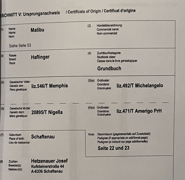 Haflinger Reinzucht Fohlen, Josef Hetzenauer , Pferd kaufen, Langkampfen , Abbildung 3