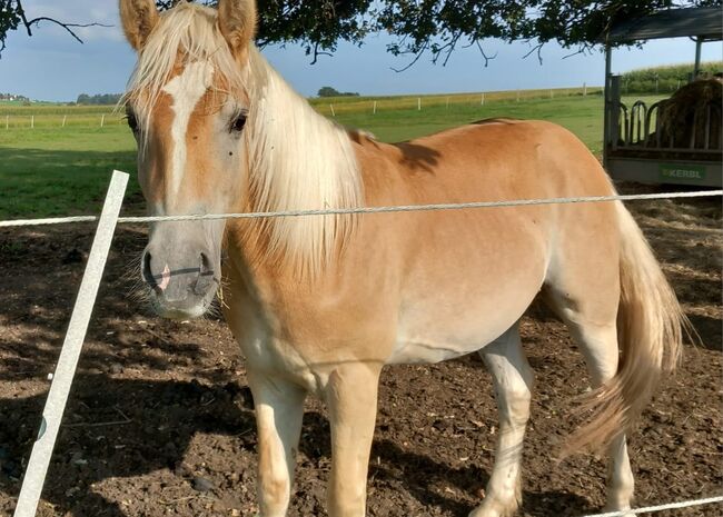 Haflinger Jährlings Hengst, Anja Schuster , Horses For Sale, Taufkirchen/ Vils, Image 4