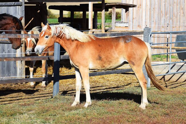 Haflingerjährling abzugeben!, Marina Kienast, Horses For Sale, Stronsdorf, Image 2