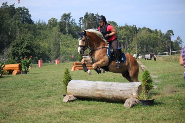 Haflingerwallach 12 Jährig, Julia, Horses For Sale, Ried im Innkreis , Image 3