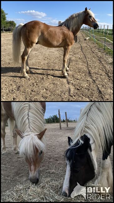 Haflinger Wallach 13 Jahre sucht Platz als Beisteller, Sandra Kurz, Horses For Sale, Kleinstelzendorf, Image 3