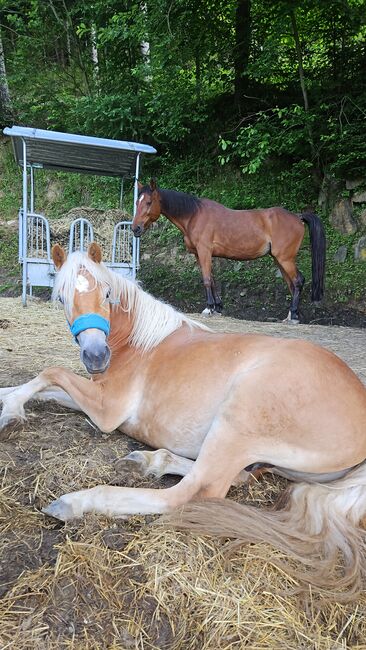 Haflinger Wallach, Tamara, Horses For Sale, Hinterberg, Image 6