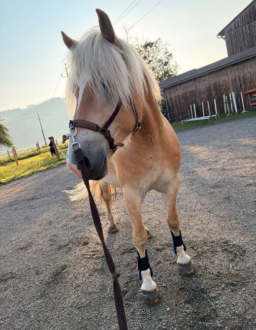 Haflinger Wallach, Nadine Edlinger, Horses For Sale, Kammern im Liesingtal