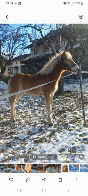 Haflingerwallach, Heike Staudacher , Horses For Sale, Mittertrixen, Image 3