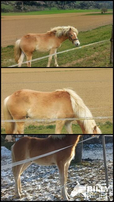 Haflingerwallach, Heike Staudacher , Horses For Sale, Mittertrixen, Image 4