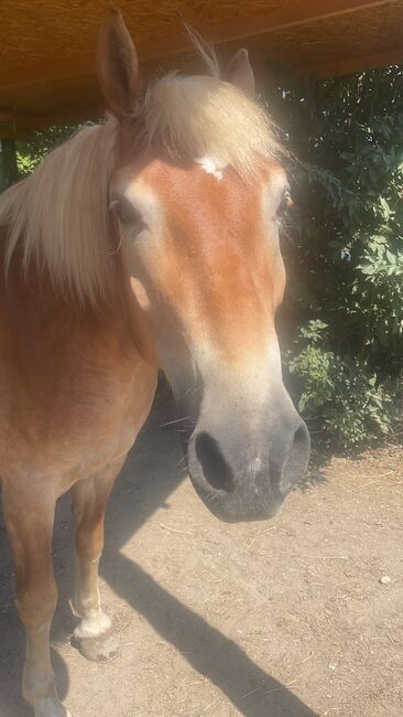 Haflinger Wallach, Patricia Ludwig, Horses For Sale, Wien, Image 3