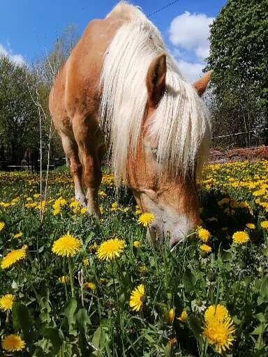 Haflinger Wallach, Jassi , Horses For Sale, Gnoien, Image 7