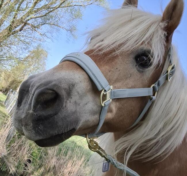 Haflinger Wallach, Jassi , Horses For Sale, Gnoien, Image 6