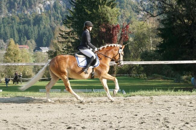 Haflinger sucht ...., Wolfgang Nepraunig, Horses For Sale, Arnoldstein, Image 3