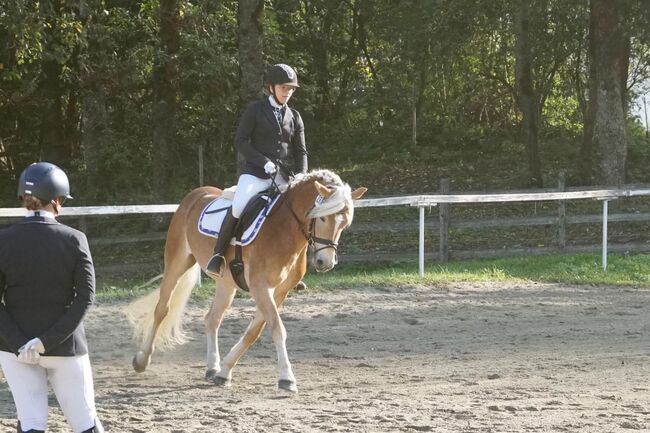 Haflinger sucht ...., Wolfgang Nepraunig, Horses For Sale, Arnoldstein, Image 4