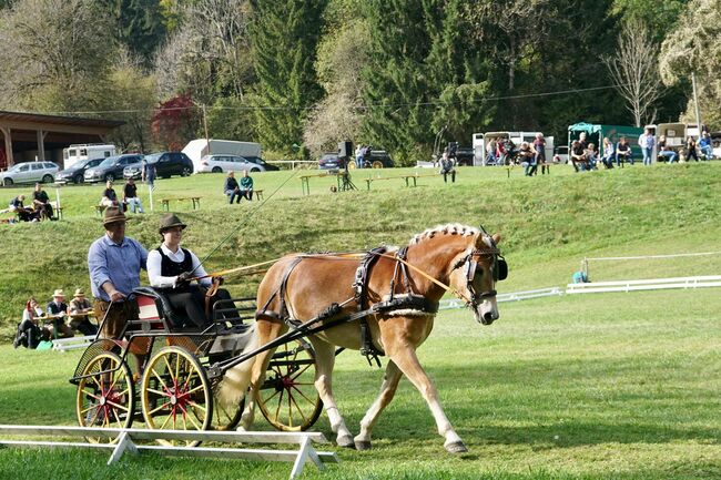 Haflinger sucht ...., Wolfgang Nepraunig, Horses For Sale, Arnoldstein, Image 5