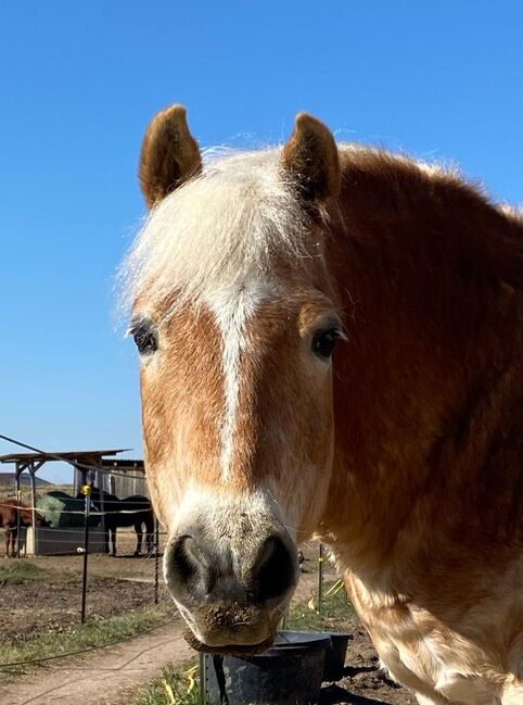 Haflinger sehr brav, Madlen , Pferd kaufen, Freystadt , Abbildung 6