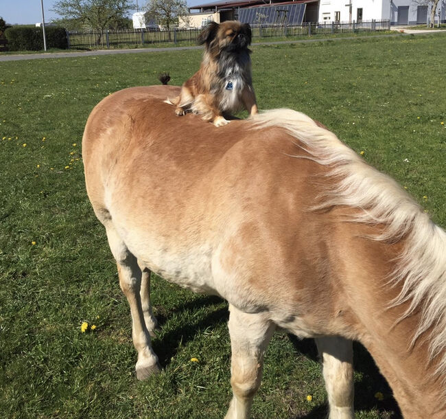 Haflinger sehr brav, Madlen , Pferd kaufen, Freystadt , Abbildung 5