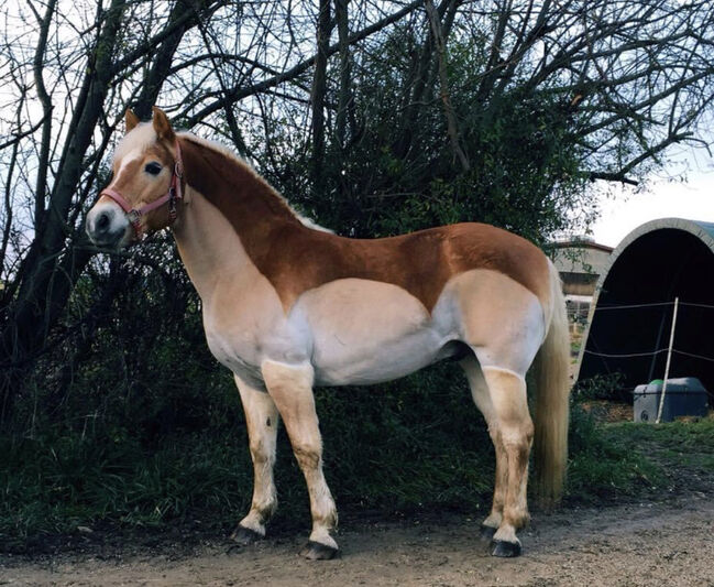 Haflinger sehr brav, Madlen , Pferd kaufen, Freystadt 