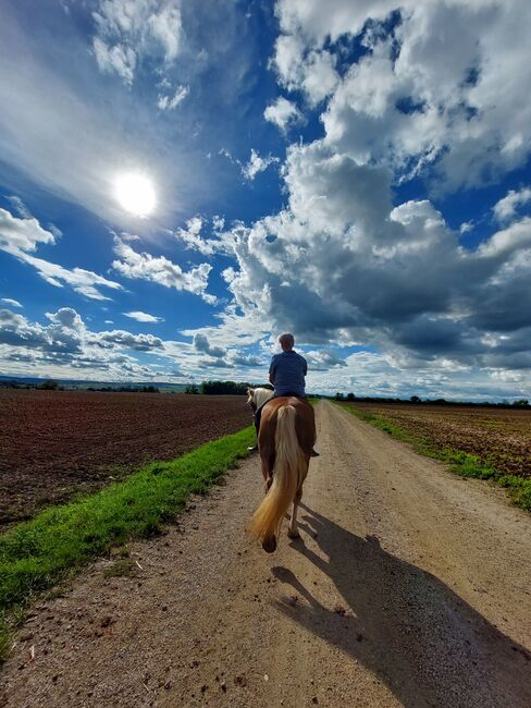 Haflingerstute 4 Jahre, Lisa Häusler, Horses For Sale, Großweikersdorf, Image 3